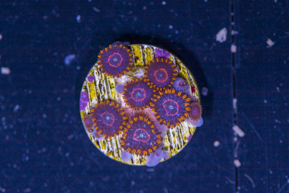 Zoanthids - Red Hornet