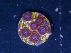 Zoanthids - Red Hornet