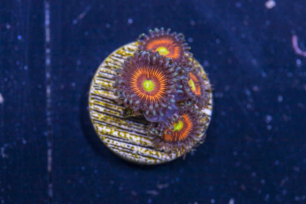 Zoanthids - Everlasting Gobstopper