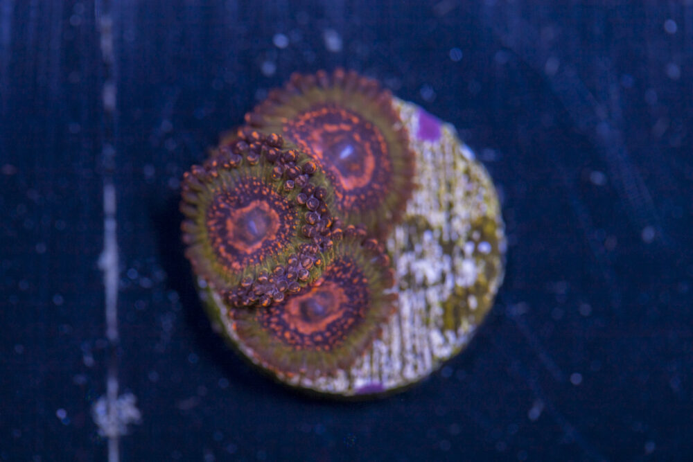 Zoanthids - JF Azz Krak