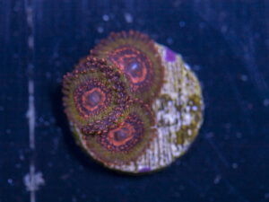 Zoanthids - JF Azz Krak