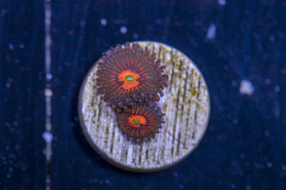 Zoanthids - God of War