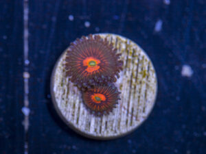 Zoanthids - God of War
