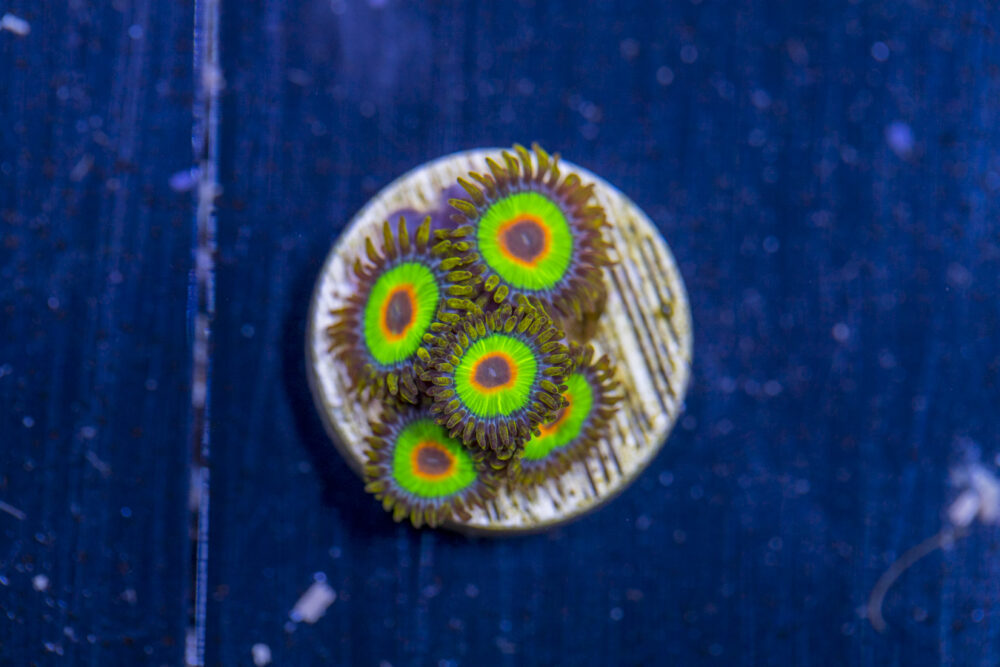 Zoanthids - Rasta