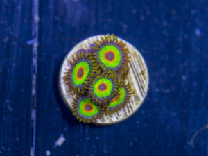 Zoanthids - Rasta