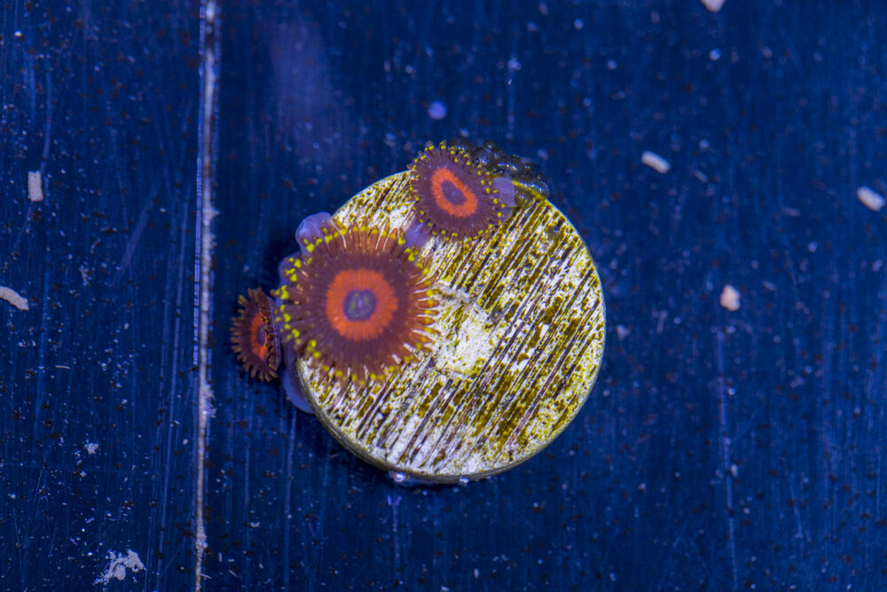 Zoanthids - Wonder Woman