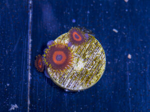 Zoanthids - Wonder Woman