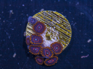 Zoanthids - Red Hornet