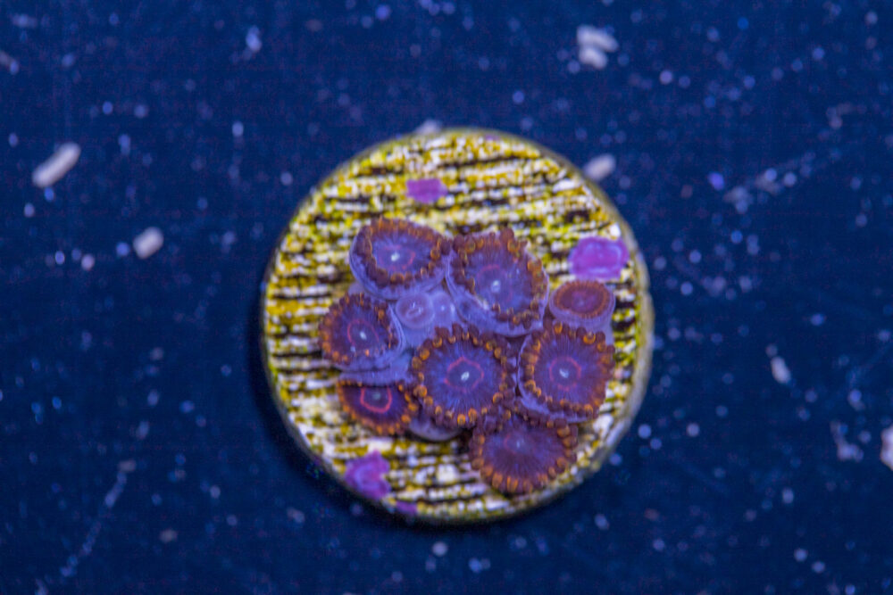 Zoanthids - Red Hornet
