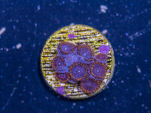 Zoanthids - Red Hornet