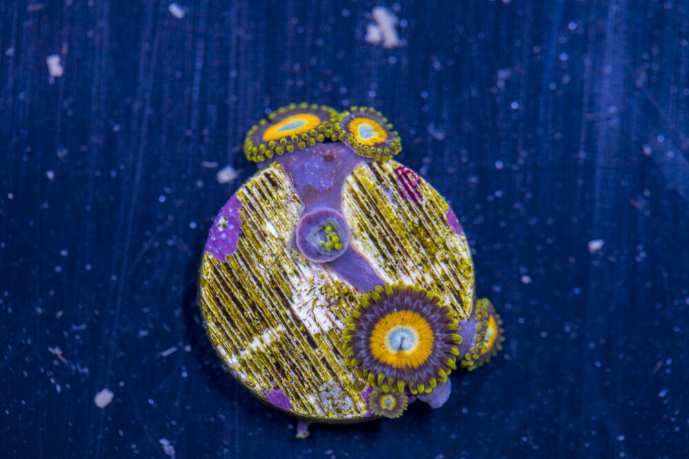 Zoanthids - LA Laker