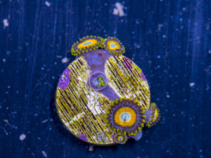 Zoanthids - LA Laker