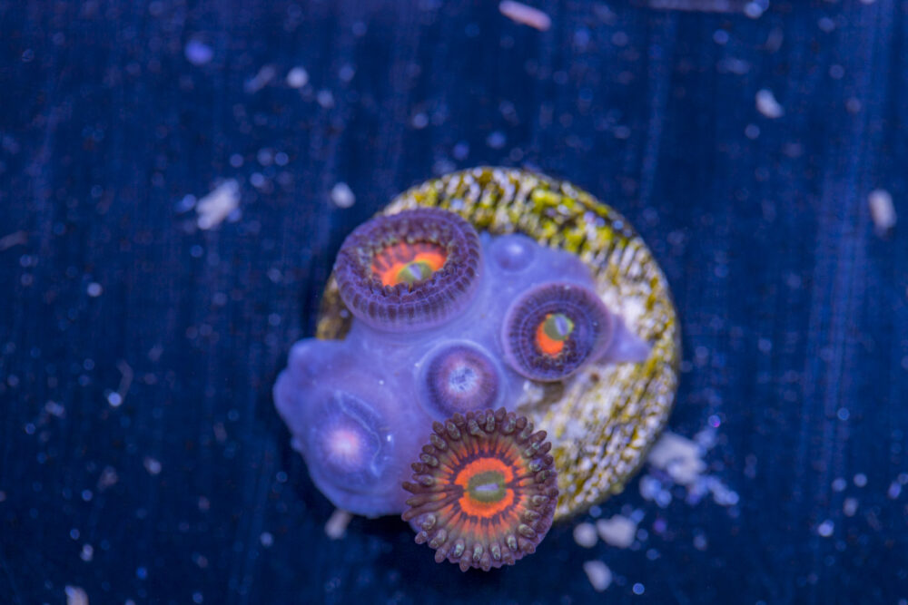 Zoanthids - God of War