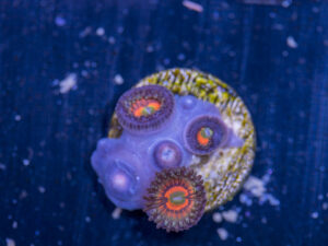 Zoanthids - God of War