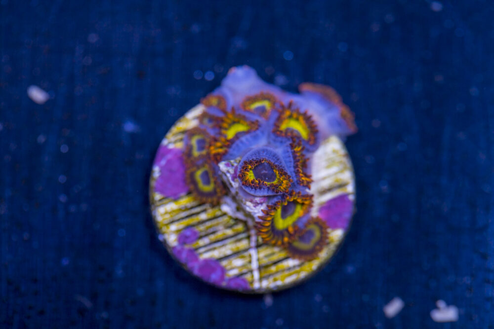 Zoanthids - Fruit Loops
