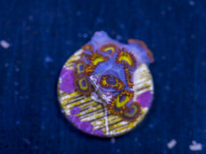 Zoanthids - Fruit Loops