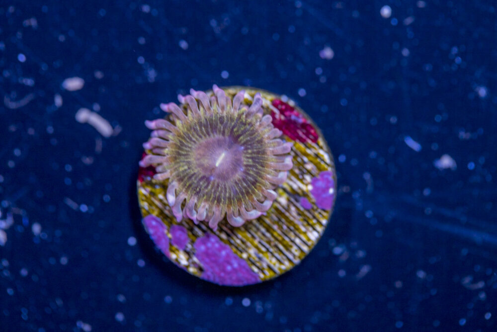 Zoanthids - Chiquita