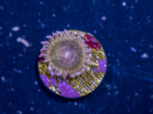 Zoanthids - Chiquita
