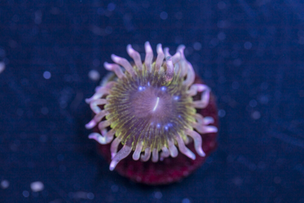 Zoanthids - Chiquita