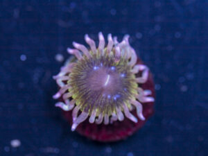 Zoanthids - Chiquita