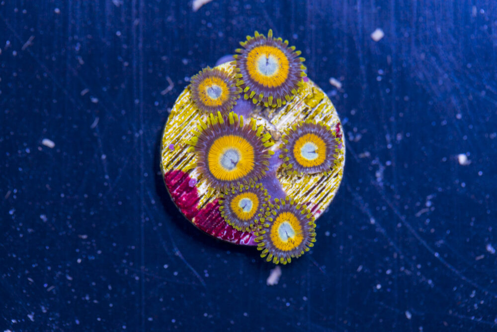 Zoanthids - LA Laker