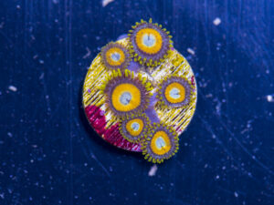 Zoanthids - LA Laker