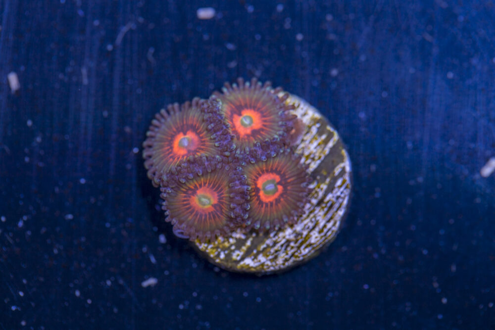 Zoanthids - God of War