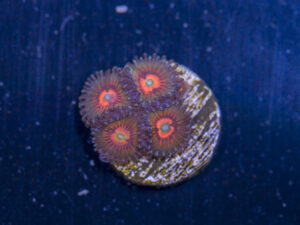 Zoanthids - God of War