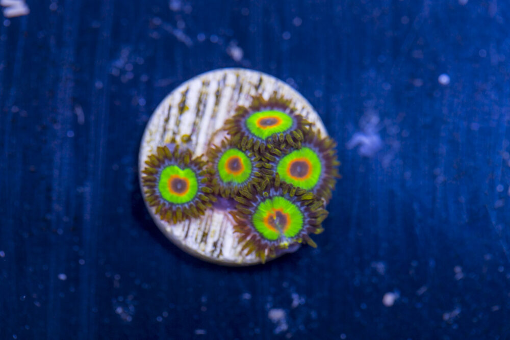 Zoanthids - Rasta