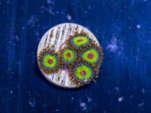 Zoanthids - Rasta