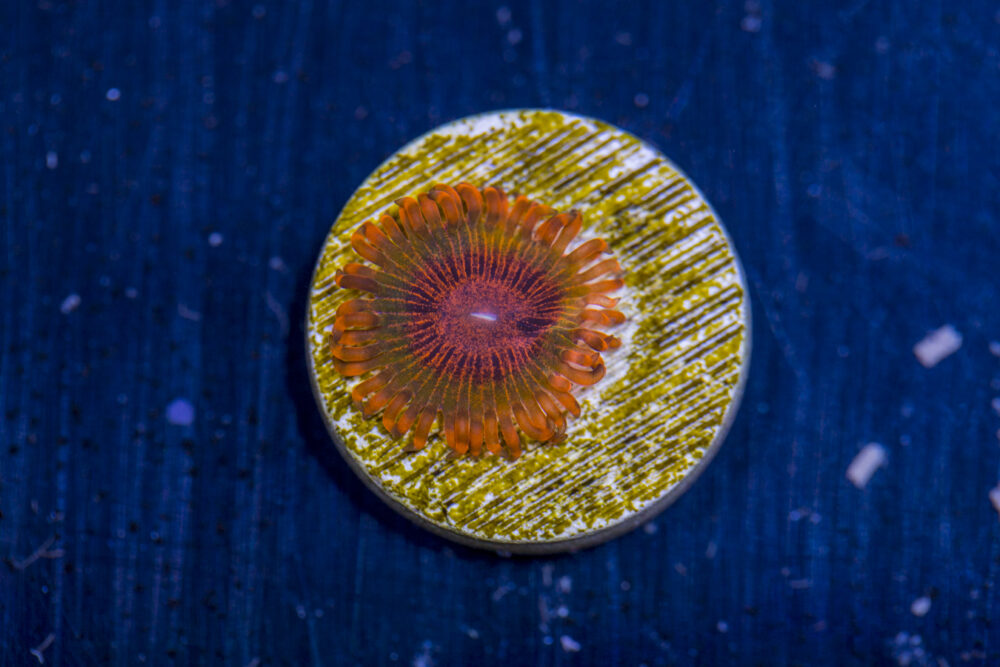 Zoanthids - Speckled Krakatoa
