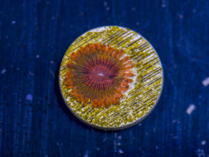 Zoanthids - Speckled Krakatoa