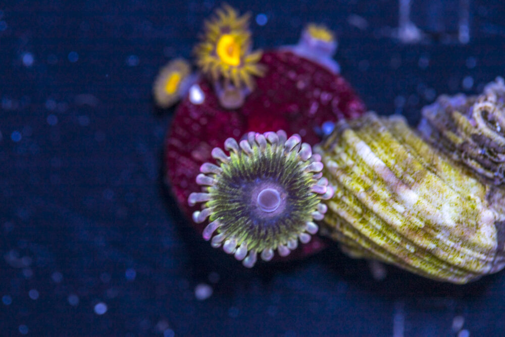 Zoanthids - Chiquita