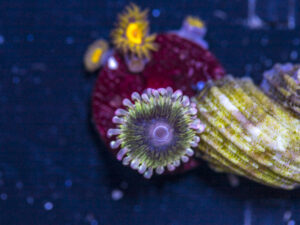 Zoanthids - Chiquita