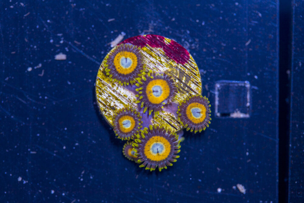 Zoanthids - LA Laker