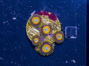 Zoanthids - LA Laker
