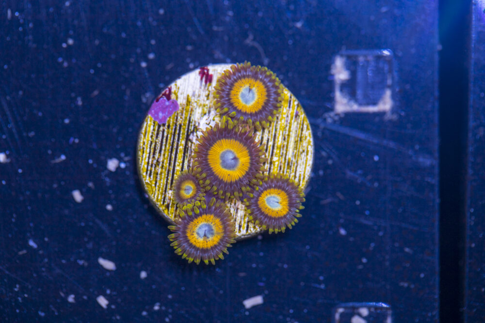 Zoanthids - LA Laker
