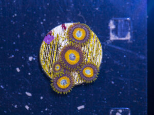 Zoanthids - LA Laker