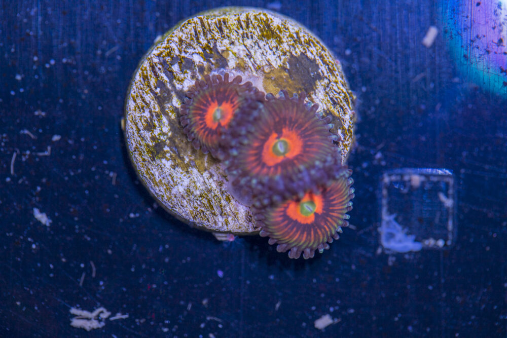 Zoanthids - God of War