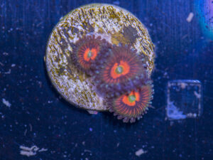 Zoanthids - God of War