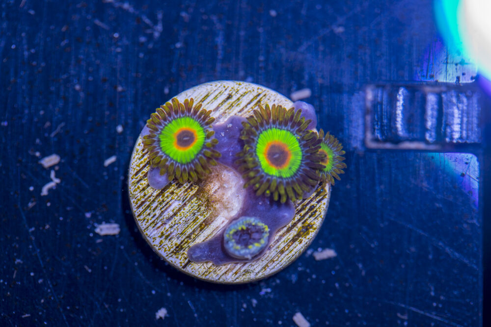 Zoanthids - Rasta