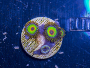 Zoanthids - Rasta
