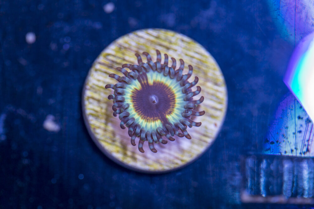 Zoanthids - Vampire in Drag