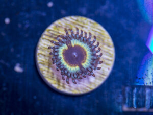 Zoanthids - Vampire in Drag