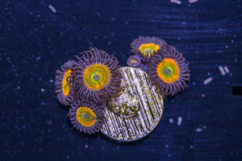 Zoanthids - Sunny D