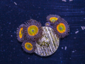 Zoanthids - Sunny D