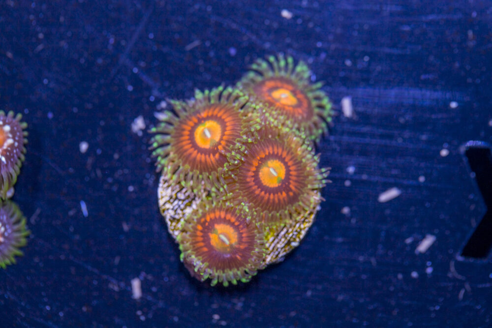 Zoanthids - Rainbow Incinerator