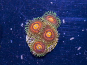 Zoanthids - Rainbow Incinerator