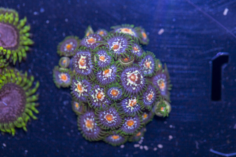 Zoanthids - Pinwheel