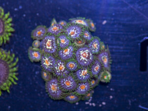 Zoanthids - Pinwheel
